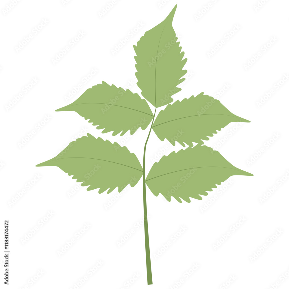 Tropical Leaves Illustration. Flat Cartoon Design of Plant and Flower. Isolated Vector Tropical Leaves Illustration. Flat Cartoon Design of Plant and Flower. Isolated Vector