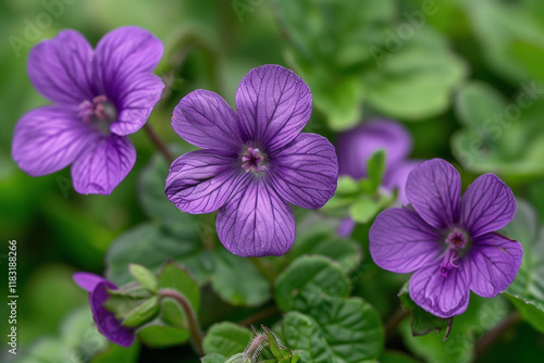 Purple Flower Macro Shot photo