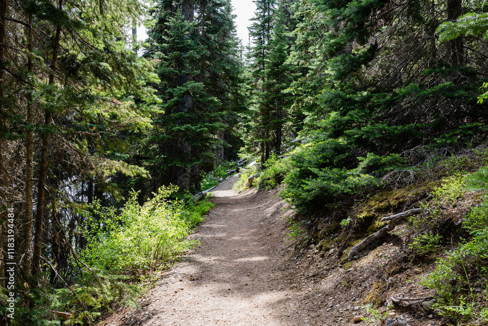trail scenery summer forest spruce trees in Canadian park sunny day trail scenery summer forest spruce trees in Canadian park sunny day