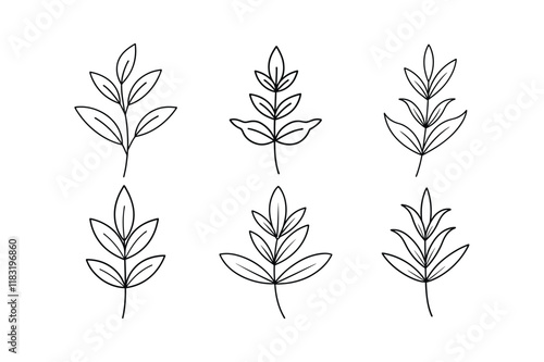 Savory (Satureja hortensis) design, labeled line art vector illustration