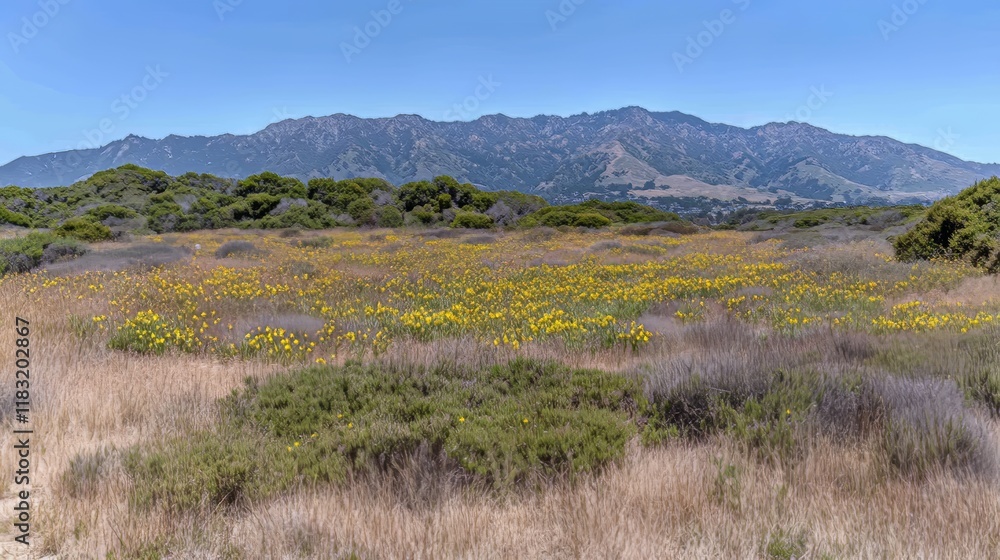 Wildflowers Bloom Abundantly Before Majestic Mountain Range Wildflowers Bloom Abundantly Before Majestic Mountain Range