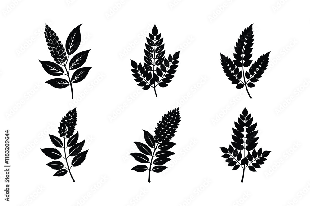 Sumac (Rhus coriaria) design, labeled silhouette vector illustration