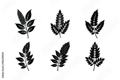 Sumac (Rhus coriaria) design, labeled silhouette vector illustration