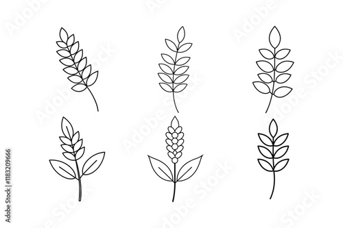 Sumac (Rhus coriaria) design, labeled line art vector illustration