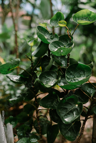 Polyscias scutellaria, the shield aralia, or plum aralia, is a tropical shrub or small tree reaching 2 - 6 meters in height photo