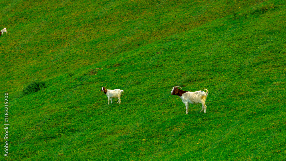 Fototapeta premium Two goats on a green meadow