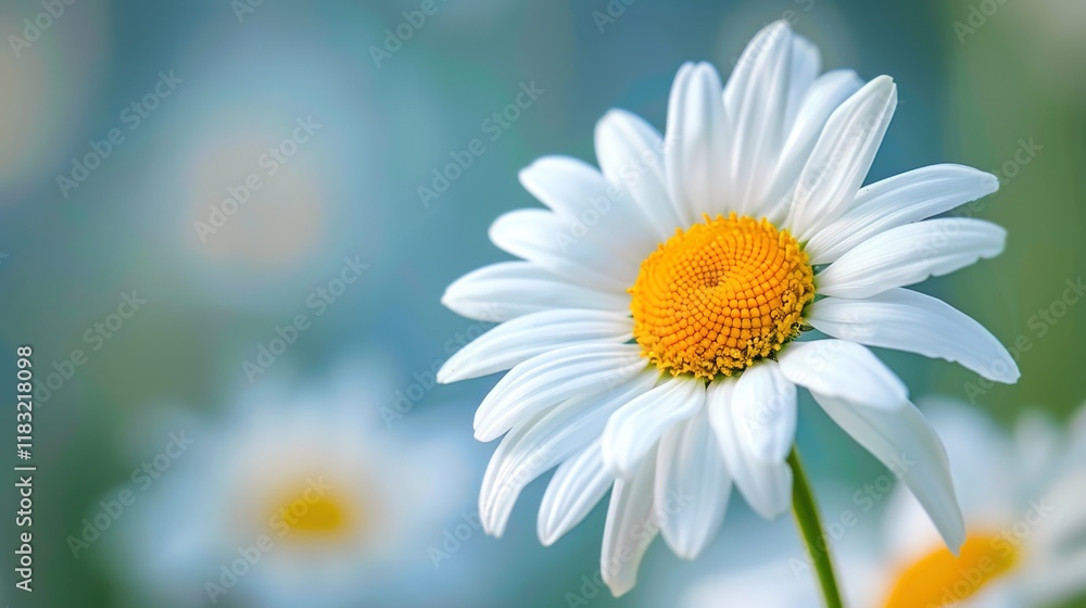 Fototapeta premium daisy seamless pattern wallpaper