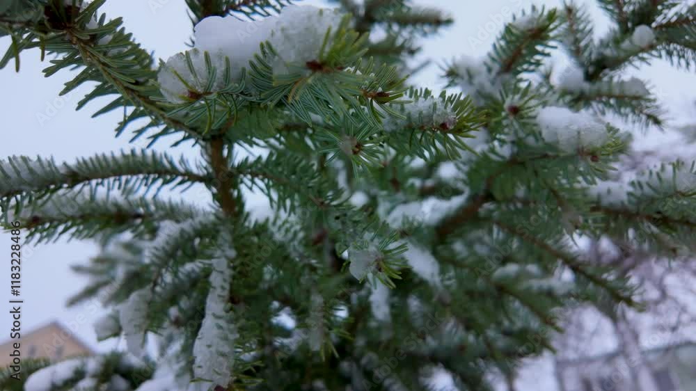 lose-up of a snow-covered evergreen branch with frost and ice crystals in a winter forest setting lose-up of a snow-covered evergreen branch with frost and ice crystals in a winter forest setting