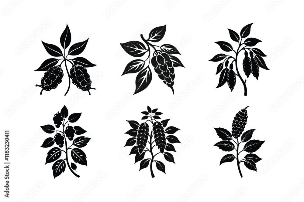 Szechuan Pepper (Zanthoxylum piperitum) design, labeled silhouette vector illustration
