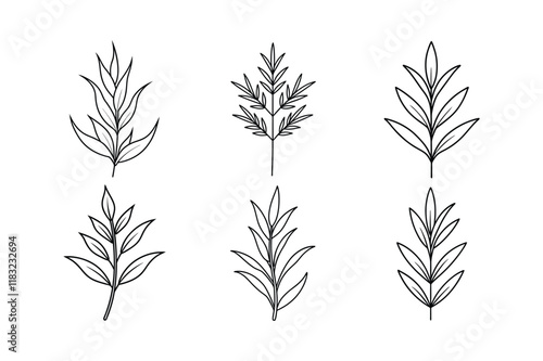 Tarragon (Artemisia dracunculus) design, labeled line art vector illustration