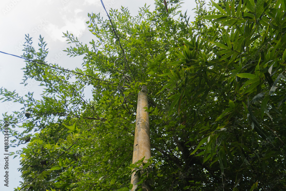 Fototapeta premium Electric Pole with Wires and Trees Under Clear Sky