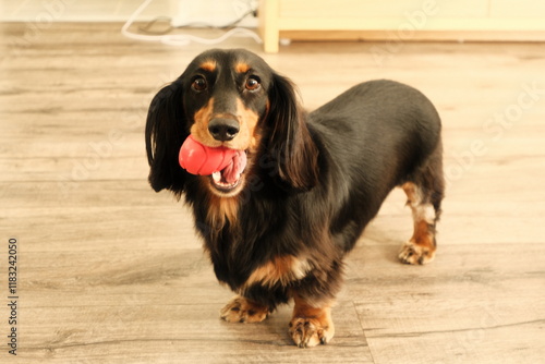 Playful long hair Dachshund photo