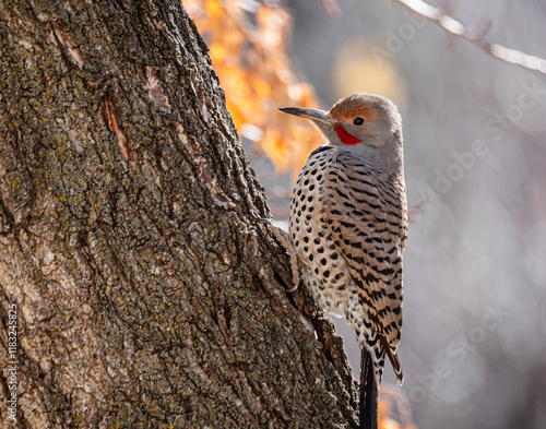 profile of flicker woodpecker on gnarly barked tree with blurry fall background
