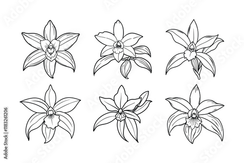 Vanilla (Vanilla planifolia) design, labeled line art vector illustration