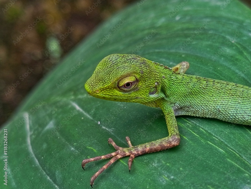 Fototapeta premium green chameleon on leaves