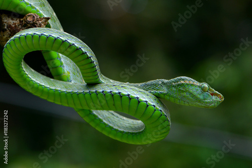 Plakat w ramie green tree python