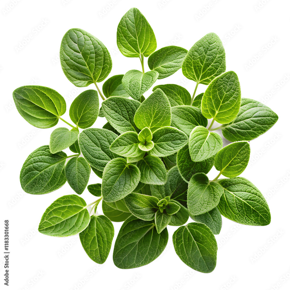 Oregano isolated on transparent background Oregano isolated on transparent background