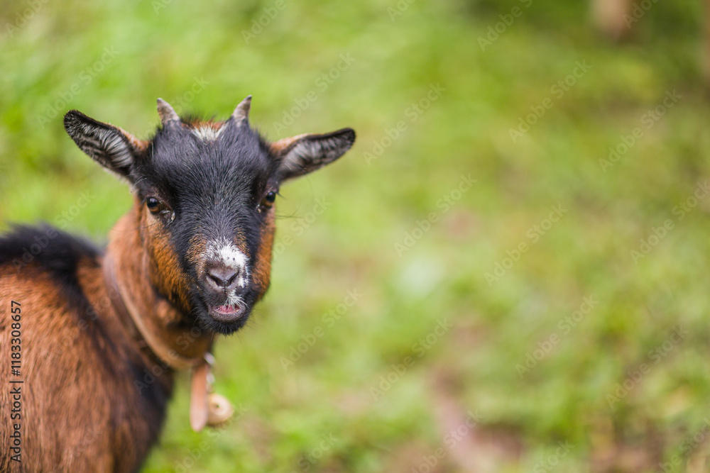 Fototapeta premium Portrait of a goat chewing grass in quiros, asturias