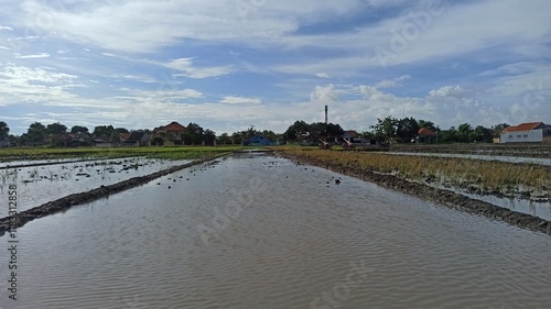 prepare before planting rice in the fields photo