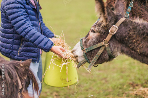 Billede på lærred Farmer feeding donkey with hay in animal sanctuary in asturias, spain