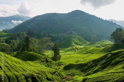Photos Cameron Highlands Tea Tree Plantation Agriculture Pahang Malaysia