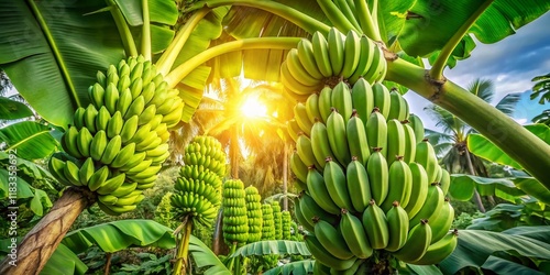 Wallpaper Mural Panoramic View of Lush Green Banana Bunch Hanging on Tree Torontodigital.ca