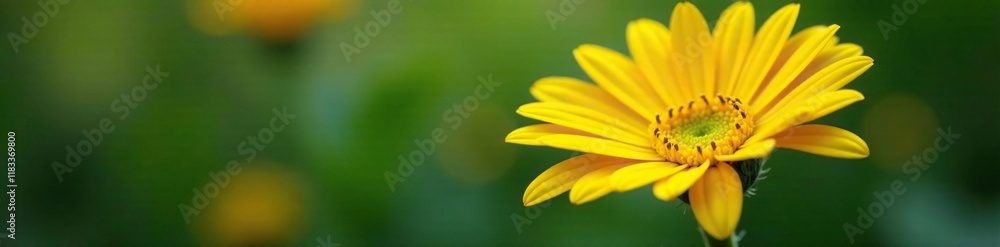 Stem and leaves of a large yellow gerbera daisy, stem, tree branches, gerbera Stem and leaves of a large yellow gerbera daisy, stem, tree branches, gerbera