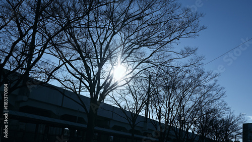 Wallpaper Mural 青空と樹木のシルエットと太陽の光 Torontodigital.ca