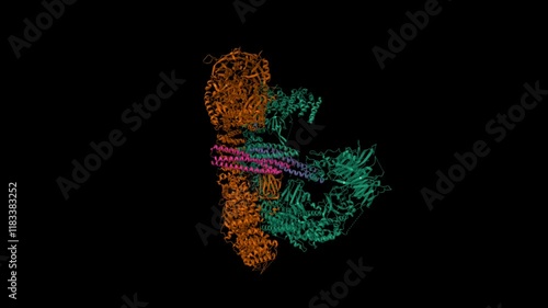 Cryo-EM structure of human BIRC6 (brown-green) in complex with SMAC (pink-violet). Animated 3D cartoon and molecular surface models, PDB 8auw, chain id color scheme, black background. photo