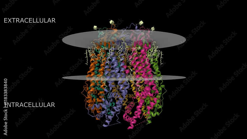 Cryo-EM structure of human Pannexin 1 channel with its C-terminal tail ...