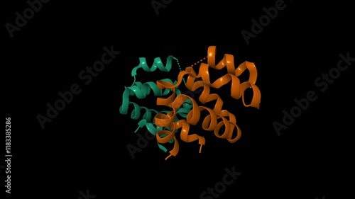 Dimeric structure of CARMA1 CARD. Animated 3D cartoon and molecular surface models, PDB 4jup, chain id color scheme, black background photo