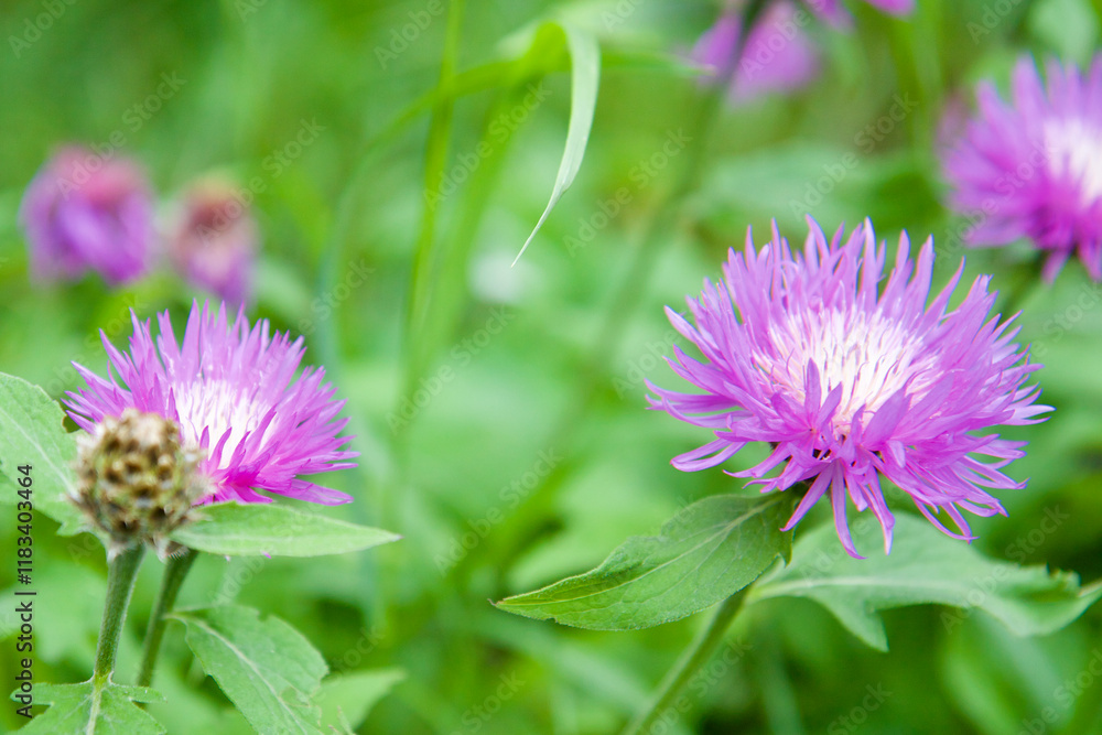 wild flowers, inflorescences petals close-up wild flowers, inflorescences petals close-up