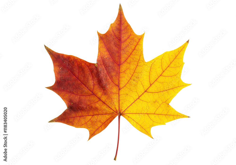 Autumn maple leaf with vibrant red and yellow tones, isolated on white background Autumn maple leaf with vibrant red and yellow tones, isolated on white background