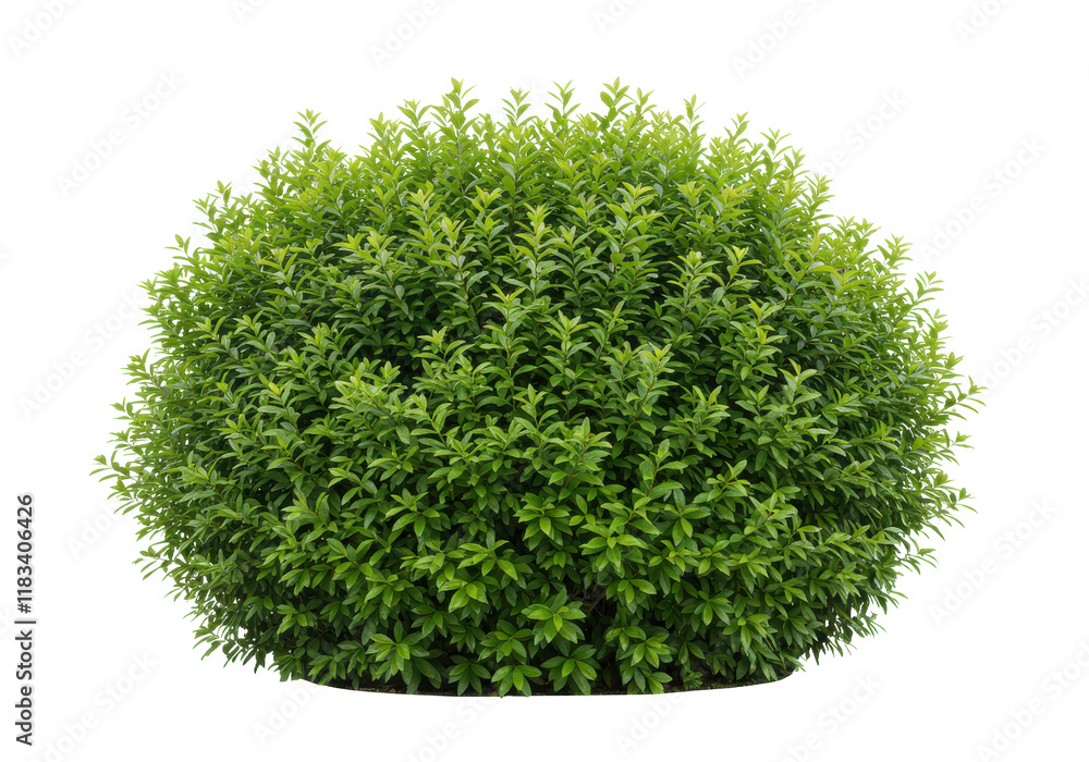 Fototapeta premium A dense green bush with vibrant leaves, front view, isolated on white background