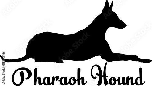 Pharaoh Hound. dog silhouette, dog, dog breeds, logo, vector, love me love my dog, silhouette, i love my dog, animal, illustration, icon, sign, design, black, symbol, pet, love
