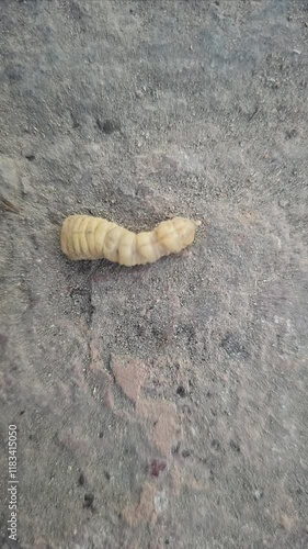 Huhu grub is crawling on ground. Larva of huhu beetlecrawling on ground. Slow motion video of huhu grub photo