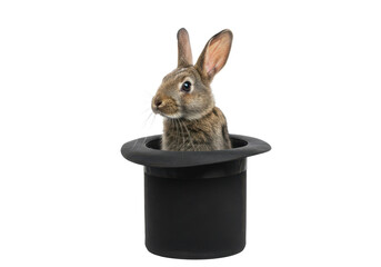 Rabbit appear inside magician hat isolated on white background, no depth of field, sharp.