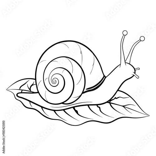 snail
