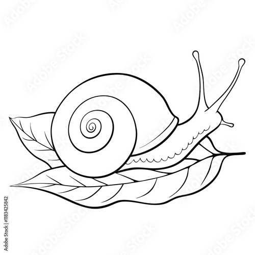 snail