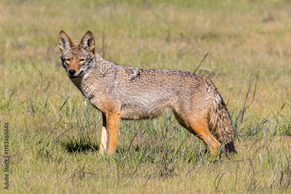 Naklejka premium Alert Coyote Looking at Camera. Arastradero Preserve, Santa Clara County, California, USA.