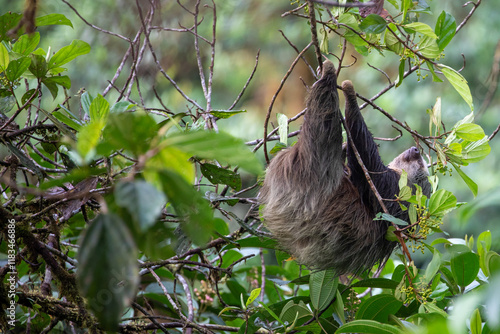 Wallpaper Mural A sloth feeding in the Cloud Forest of Ecuador. Torontodigital.ca