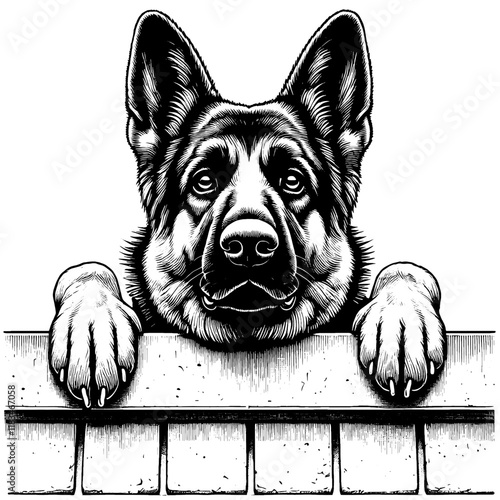 Hand drawn peeking German Shepherd portrait, vector sketch isolated on white background, SVG vector	