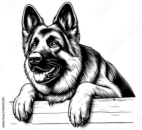 Hand drawn peeking German Shepherd portrait, vector sketch isolated on white background, SVG vector	