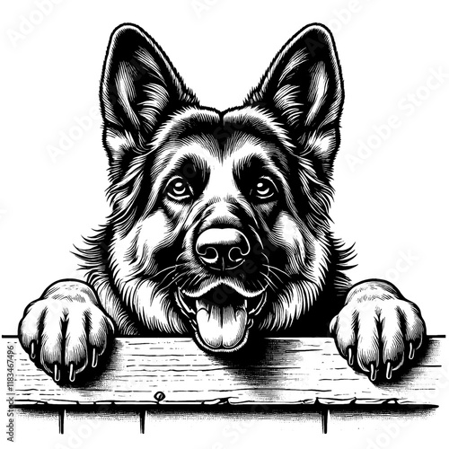 Hand drawn peeking German Shepherd portrait, vector sketch isolated on white background, SVG vector	