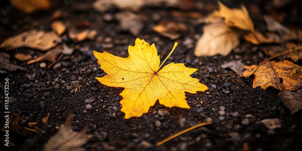 Autumn yellow leaf resting on the ground, showcasing its vibrant color. This autumn yellow leaf creates a perfect space for text and design, emphasizing the beauty of autumn. Autumn yellow leaf resting on the ground, showcasing its vibrant color. This autumn yellow leaf creates a perfect space for text and design, emphasizing the beauty of autumn.