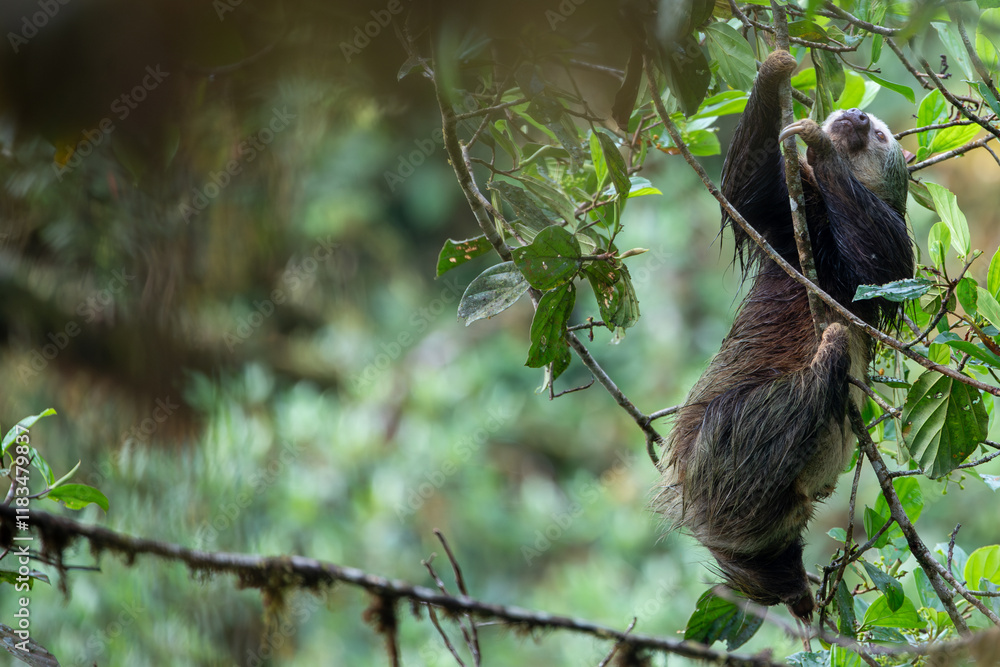 Fototapeta premium A sloth feeding in the Cloud Forest of Ecuador.