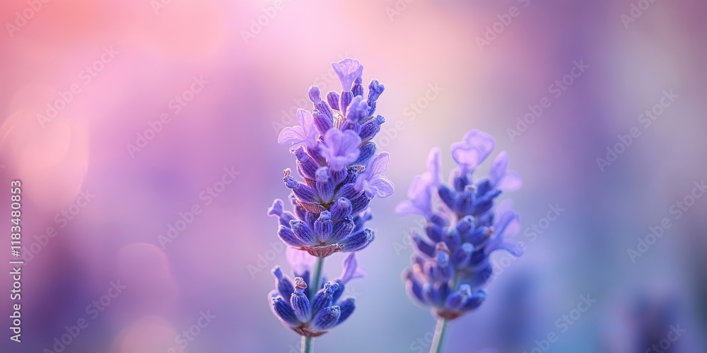 Obraz premium Soft focus on a beautiful lavender flower, showcasing the delicate petals and soothing hues of this stunning lavender flower in a tranquil composition.