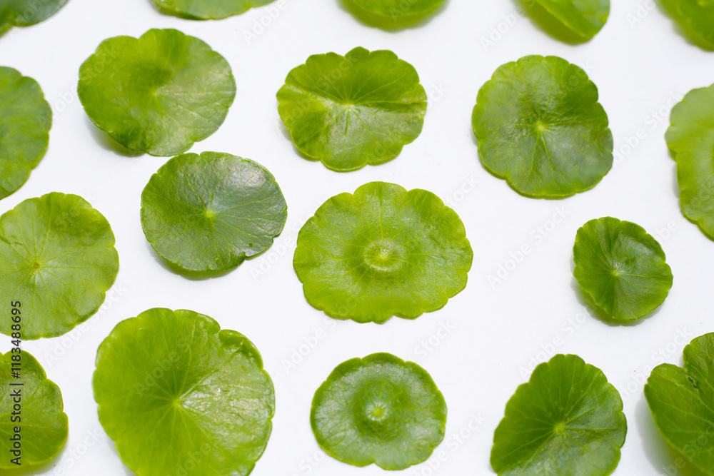 Fototapeta premium Centella asiatica in blue water