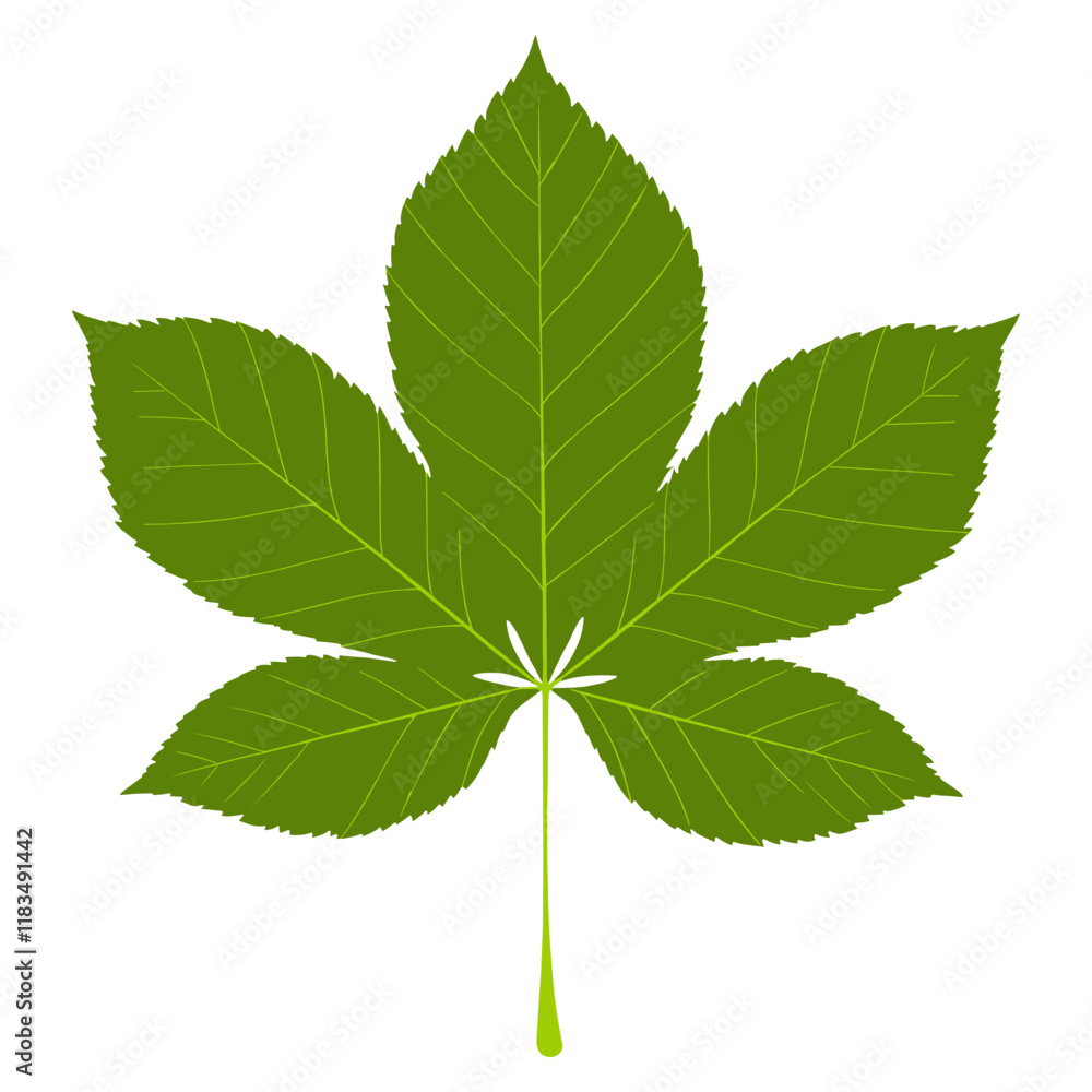 Fototapeta premium Green chestnut leaf illustration plant botanical vector