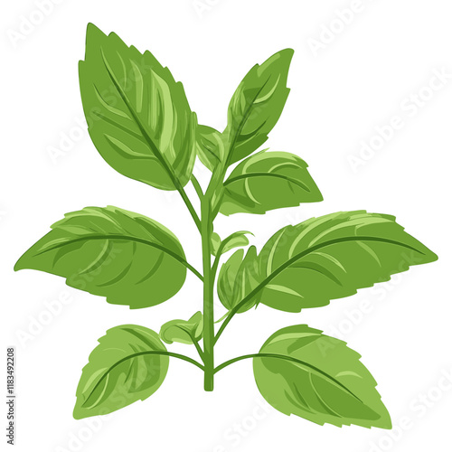 Basil illustration leaves vector